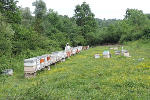 مزارع النحل